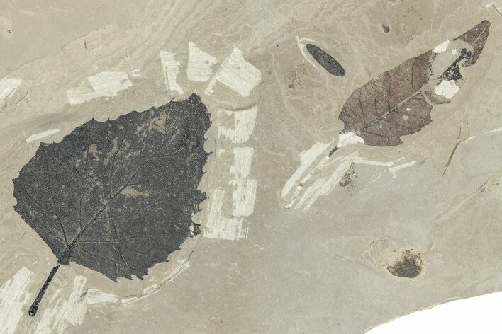 Fossil Leaf Plate - Green River Formation, Utah #280200